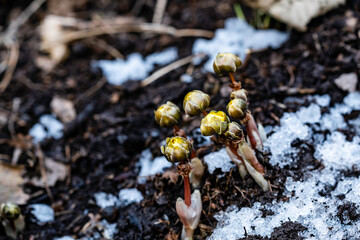 Budding ice flower