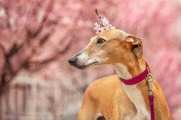 Fototapeta na wymiar Side view headshot portra of the greyhound dog with the flowers on the head