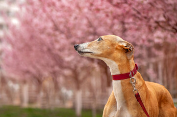 Closeup portrait of the greyhound dog looking to the blooming trees