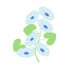 Large light blue morning glory flowers with dark blue centers and green leaves on the white background.