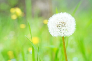 4月の航空公園で咲く色とりどりの花　