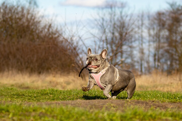 A small dog with a stick in its mouth runs on a meadow, French bulldog