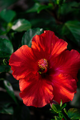 blooming hibiscus flower