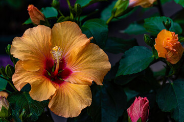 blooming hibiscus flower