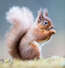 A red squirrel eating a nut. Taken in Scotland, UK