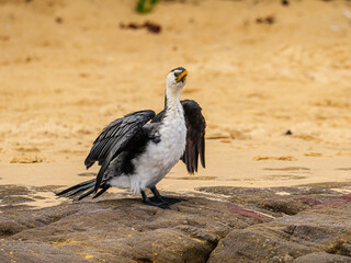 Scruffy Cormorant spreads Wings