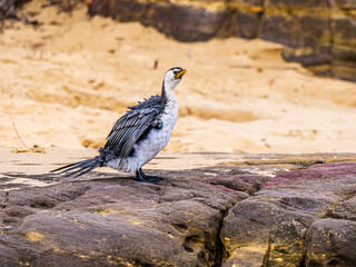 Scruffy Cormorant