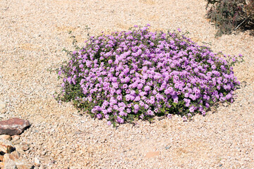 Xeriscaped street with flowering shrub of Lantana Montevidensis used in desert style landscaping