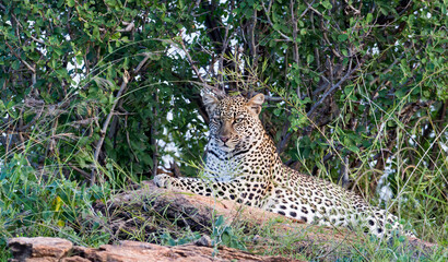 A male Leopard resting in a tree. Taken in Kenya, Africa