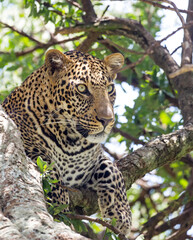 A male Leopard resting in a tree. Taken in Kenya, Africa