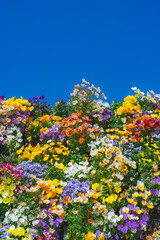 色とりどりのパンジー