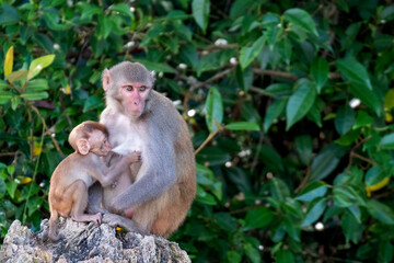 monkey family from sundarban, bangladesh