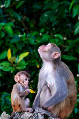 monkey family from sundarban, bangladesh