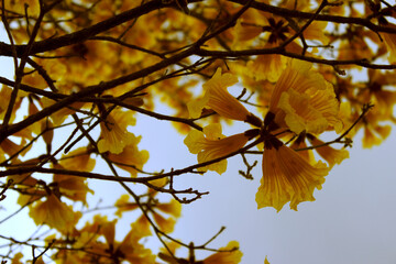 Fototapeta premium yellow flowers against the sky