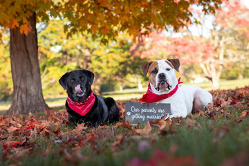 Two dogs sitting in a park in autumn behind a sign that says “our parents are getting married,” one dog licking her nose