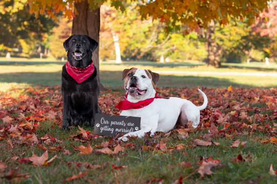 Black lab and pitbull smiling in a park, pitbull holds a sign that reads “our parents are getting married”
