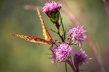 Great spangled fritillary butterfly drinks nectar from a pink flower