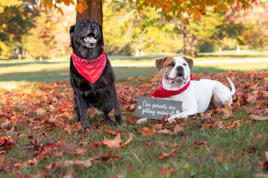 Black lab and pit bull celebrate their parents&rsquo; engagement in a park