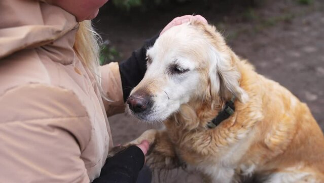 Woman scratching Golden Retriever dog head while holding its paws in dog shelter. High quality 4k footage
