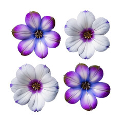 a spring-themed illustration featuring pretty pink, purple, and white periwinkle flowers top view, set on a transparent background and provided in PNG. Generative AI