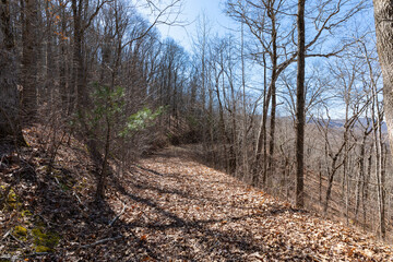 wooded land