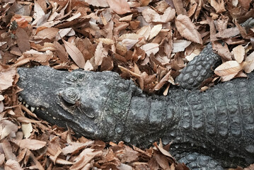 落ち葉に潜むワニ