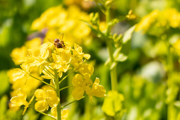 春の菜の花にミツバチが飛び交う