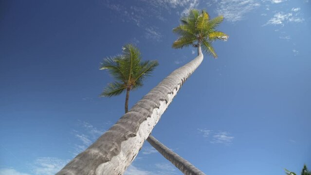 Two palm trees and paraglider against blue sky, Bavaro Beach, Punta Cana, Dominican Republic, West Indies, Caribbean, Central America