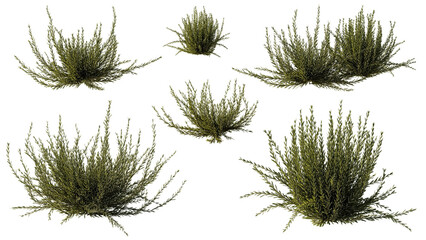 rosemary, collection of healthy herb plants, isolated on transparent background 
