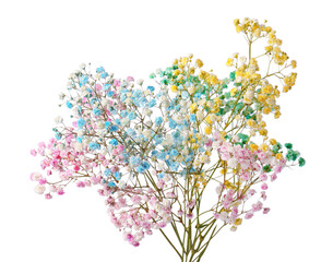 Beautiful colorful gypsophila flowers on white background