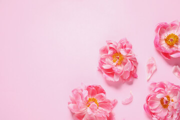 Naklejka na ściany i meble Beautiful peonies on pink background, flat lay. Space for text