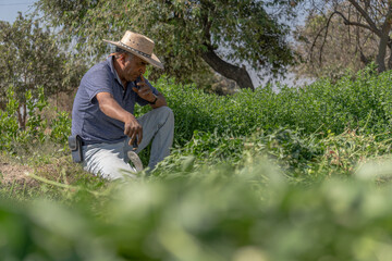 Naklejka na ściany i meble Mexican farmer in the alfalfa harvest