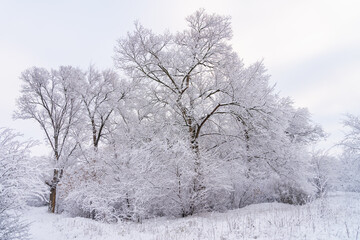 Trees in the snow. Winter background, selective focus