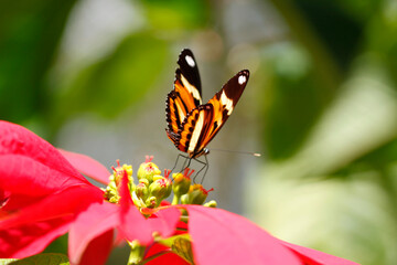 orange, yellow, white and black butterfly feeding