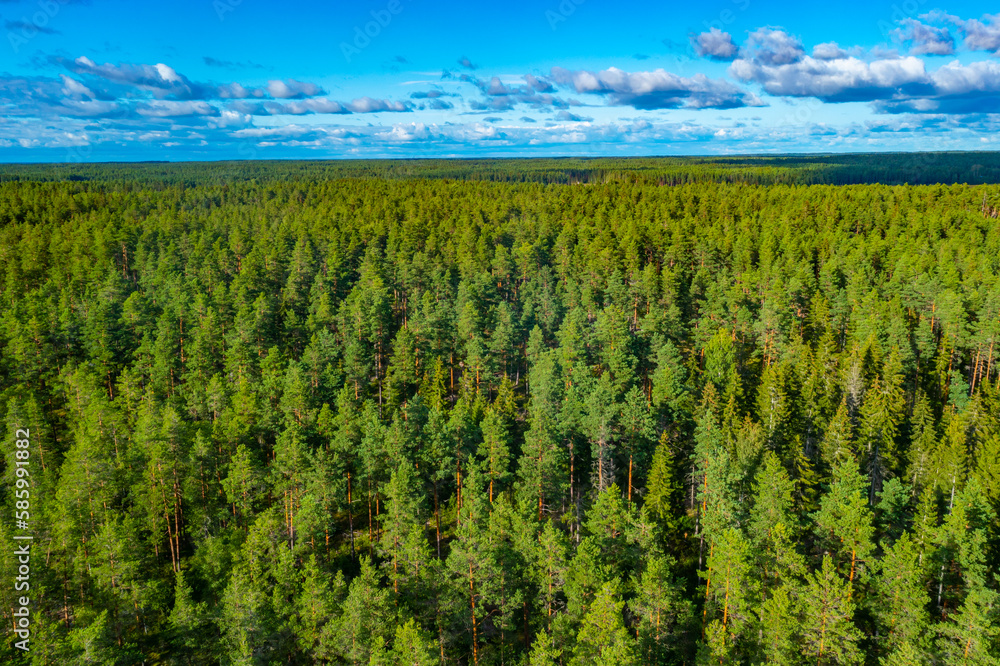 Sticker panorama of pine forest near rauma, finland