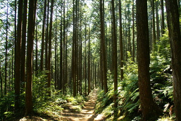 Obraz premium 熊野古道･蘇生の森