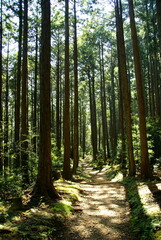 熊野古道･蘇生の森