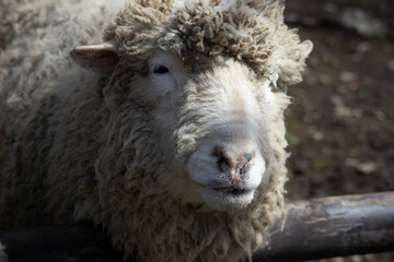 柵から顔を出す羊