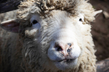 柵から顔を出す羊