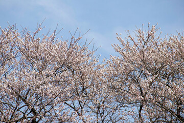 満開になった桜