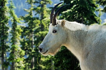 Naklejka premium Closeup of the white goat (Capra hircus) with horns grazing in the field surrounded by trees
