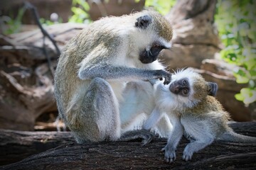 Closeup of the Vervet monkeys (Chlorocebus pygerythrus) sitting on the tree stump in the forest