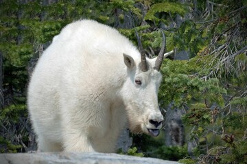 Closeup of the white goat (Capra hircus) with horns grazing in the field surrounded by trees