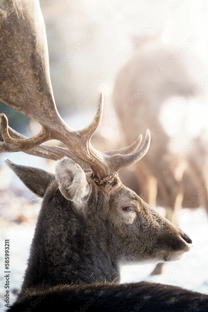 Sticker Vertical shot of the shiny sun hitting on the face of a beautiful deer with big antlers