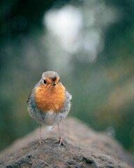 Closeup of an Eurasian robin on a blurry background in Madeira