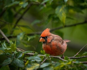 Closeup shot of a red cardinal bird perched on a wooden tree branch