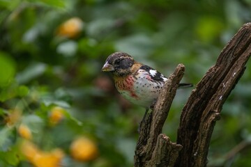 Closeup shot of a rose-breasted grosbeak bird perched on a tree branch