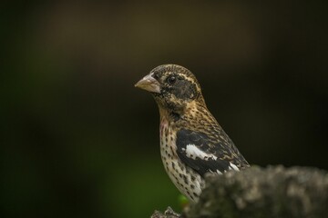 Closeup shot of a rose-breasted grosbeak bird perched on a tree branch