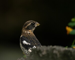 Closeup shot of a rose-breasted grosbeak bird perched on a tree branch