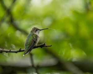 Selective focus shot of a green hummingbird perched on a wooden tree branch